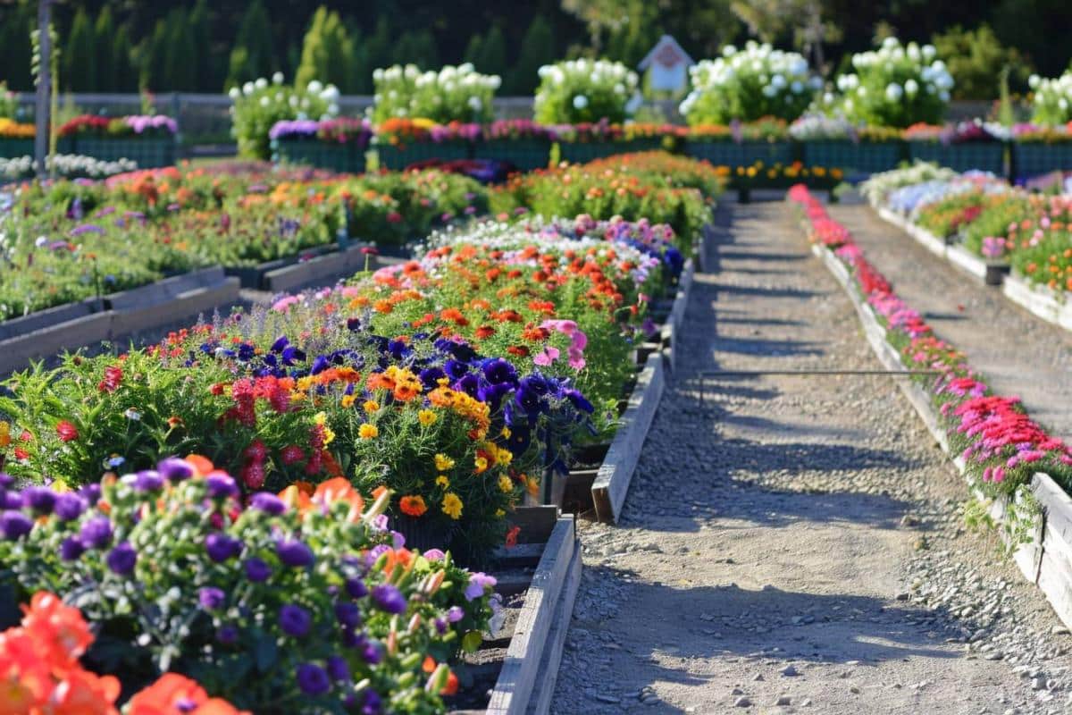 Faire pousser des fleurs annuelles et vivaces : conseils et astuces jardinage pour des résultats incroyables