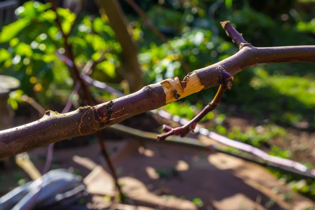 Cultiver des fruits dans un petit jardin : astuces pour une récolte savoureuse et abondante