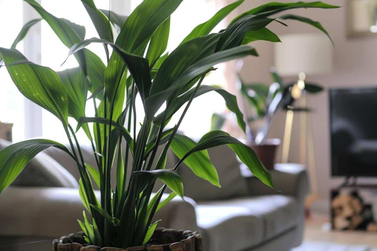 Plantes d'intérieur faciles à entretenir : top 10 des variétés robustes pour votre maison