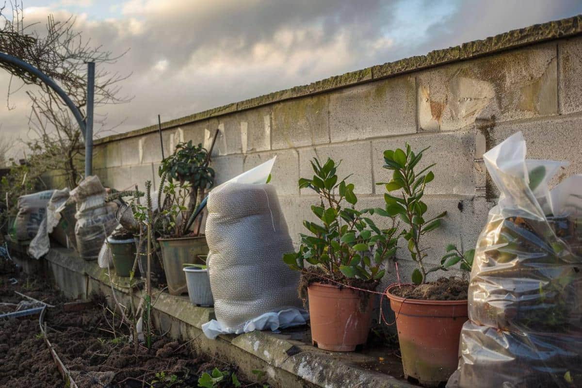 Comment protéger vos plantes du froid : astuces et conseils efficaces